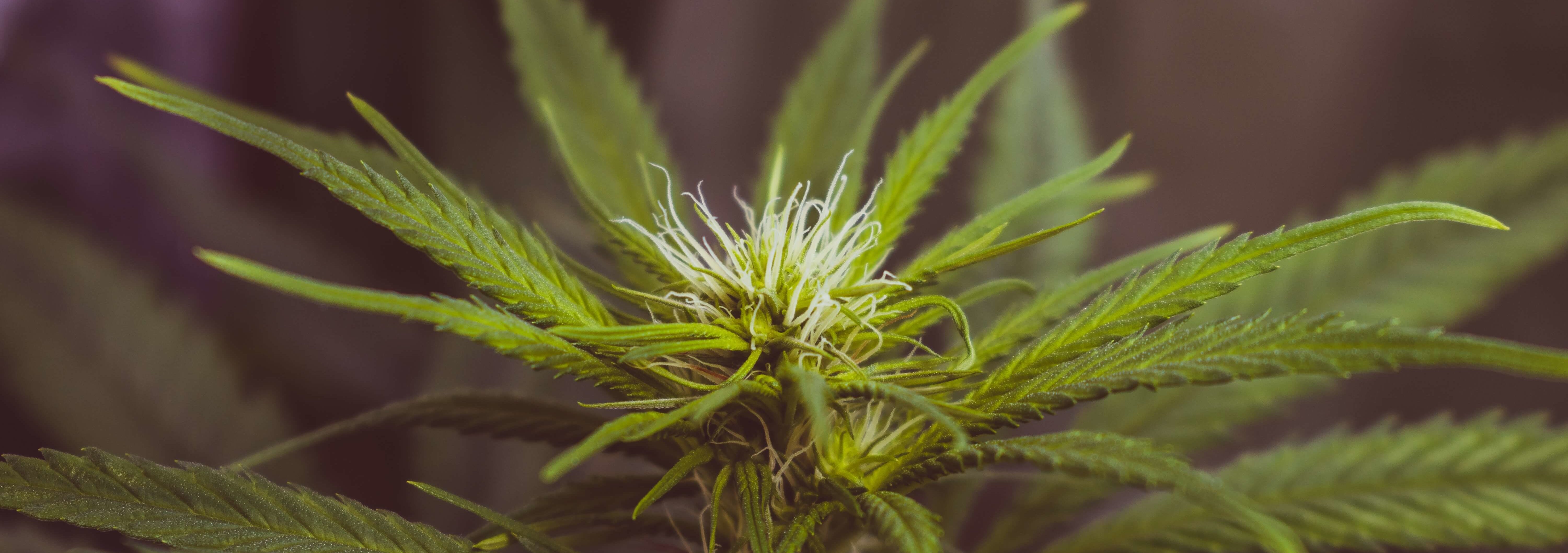 jose-luis-sanchez-pereyra-1256038-unsplash marijuana plant